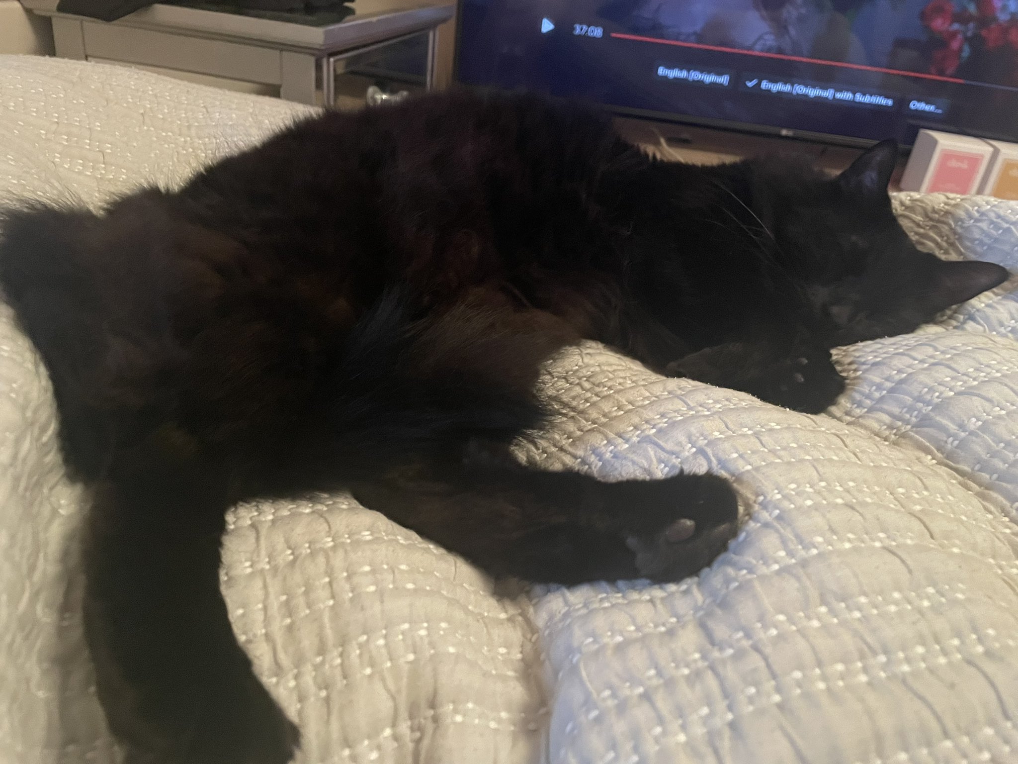 Tahlia 🌸 on Twitter: "@justmaddyx https://t.co/gvfm6vWwxy" / Twitter