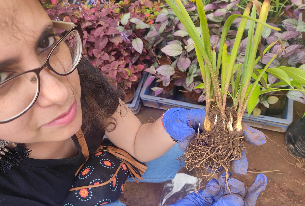 ArohiSrivastava's tweet photo. Assessing plants for root-knot nematode infestation in local nurseries of Pune as I begin my #postdoct journey in India. I will be researching #biocontrol strategies for the management of root-knot nematodes in floricultural crops.
________________________________
Thrilled!!! https://t.co/4uM7liXiKS