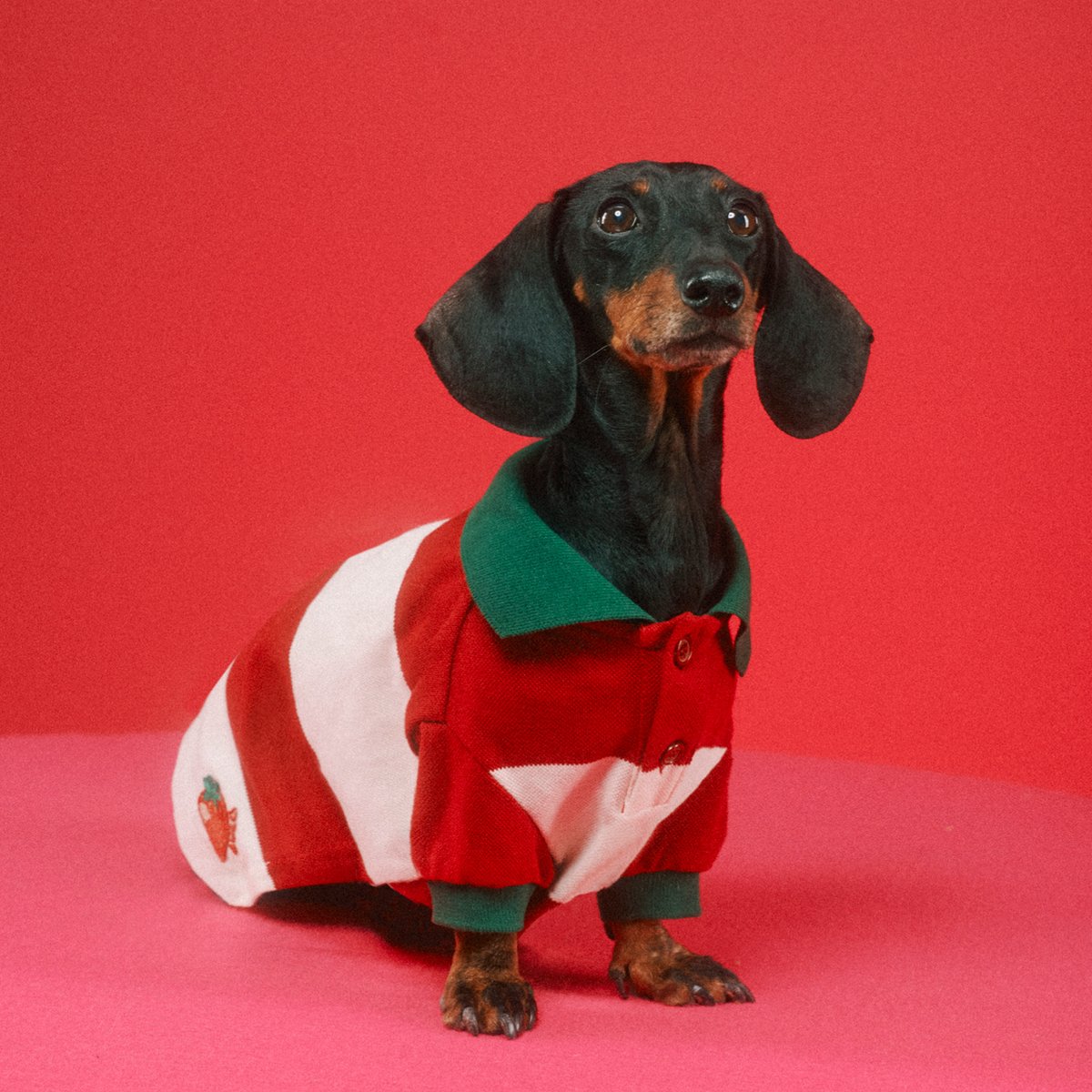 gucci_jp's tweet photo. #MaxSiedentopf が撮影したペットたちのポートレート。グッチ ペット コレクションのウェアやアクセサリーがそれぞれの個性を引き立てます。
詳しくは https://t.co/zSI8619s0s
#GucciPets https://t.co/c05XsTiRPg