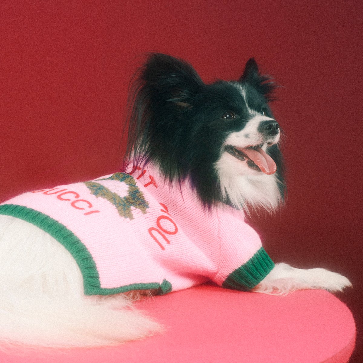 gucci_jp's tweet photo. #MaxSiedentopf が撮影したペットたちのポートレート。グッチ ペット コレクションのウェアやアクセサリーがそれぞれの個性を引き立てます。
詳しくは https://t.co/zSI8619s0s
#GucciPets https://t.co/c05XsTiRPg