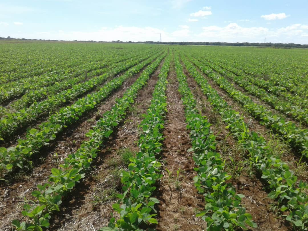 soboazim's tweet photo. Take a look at the past soya bean farming season under our SoboaZim initiative across the country. From planting to harvest, we are helping to build a strong, local soya bean value chain. Follow us for more updates.

#Soboazim

@BusisaMoyo 
@AMAofficial_zim https://t.co/pWP3qKkTSU