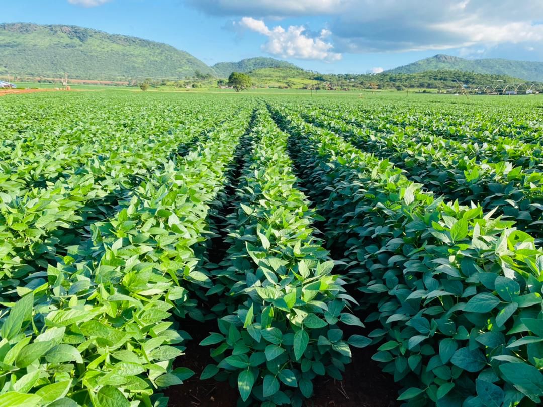 soboazim's tweet photo. Take a look at the past soya bean farming season under our SoboaZim initiative across the country. From planting to harvest, we are helping to build a strong, local soya bean value chain. Follow us for more updates.

#Soboazim

@BusisaMoyo 
@AMAofficial_zim https://t.co/pWP3qKkTSU