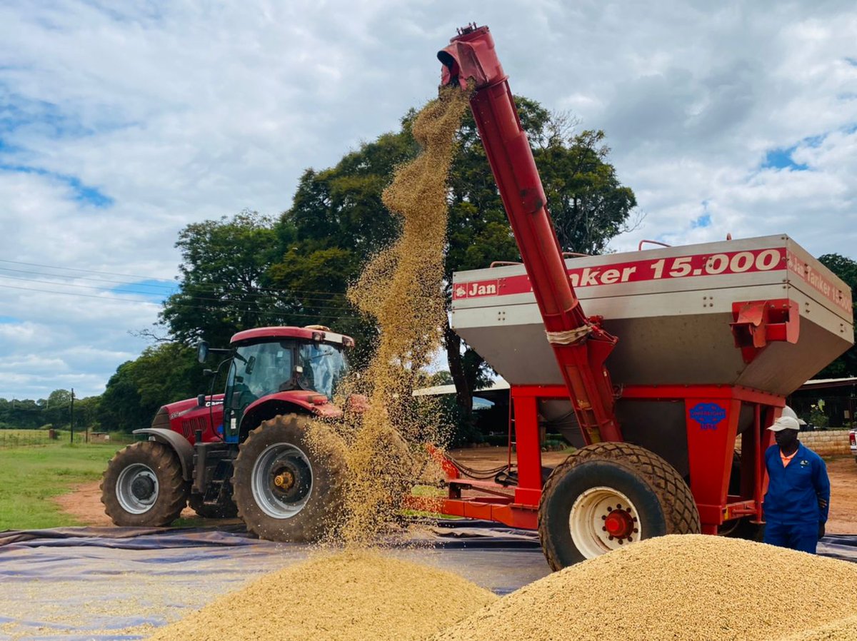 soboazim's tweet photo. Take a look at the past soya bean farming season under our SoboaZim initiative across the country. From planting to harvest, we are helping to build a strong, local soya bean value chain. Follow us for more updates.

#Soboazim

@BusisaMoyo 
@AMAofficial_zim https://t.co/pWP3qKkTSU
