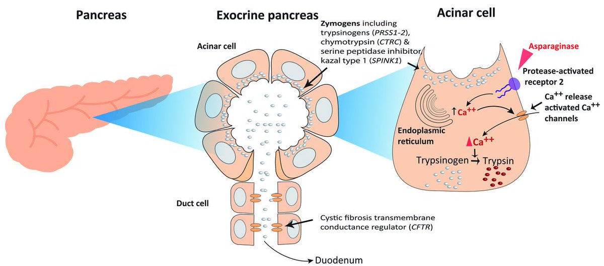 Avgen_Dx's tweet photo. Take care of the health of your #Pancreas this #Diwali.🎆
####1 #gene which produces #trypsinogen facilitates #Protein degradation.
#takecare of your #pancreas
#genomics #healthcare #TriOmicsSummit
https://t.co/uP6jO9gP5B
#nba #TonyBrown https://t.co/w3wGZm4nBh