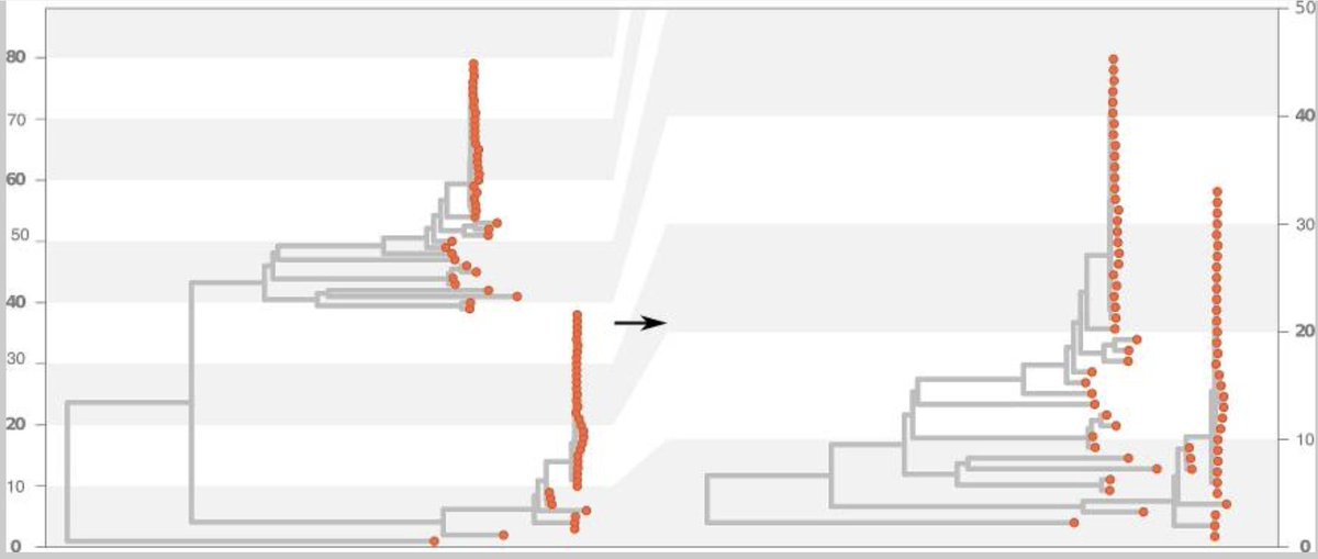 IkerIrisarri's tweet photo. A new "nonlayered tidy tree" layout for #phylogenetic trees that helps compress larger trees @MolBioEvol by S Penel &amp; @damdevienne 

Algorithm implemented in R and ape, hopefully elsewhere too!

https://t.co/Yn7paa73nF https://t.co/NqucTF0ufA