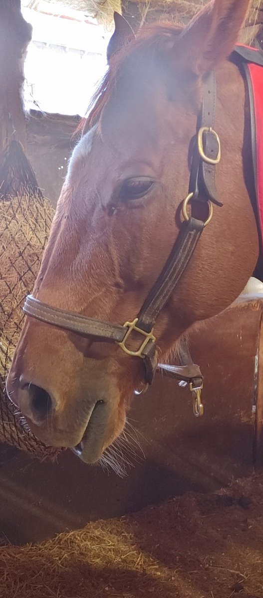 OakGroveHunters's tweet photo. Our horses LOVE their blanket time..
#TherapyOfChampions
#sportinnovationsequine
#OTTB #proseries3in1 #magpro #PEMF https://t.co/lXkjPpKmid