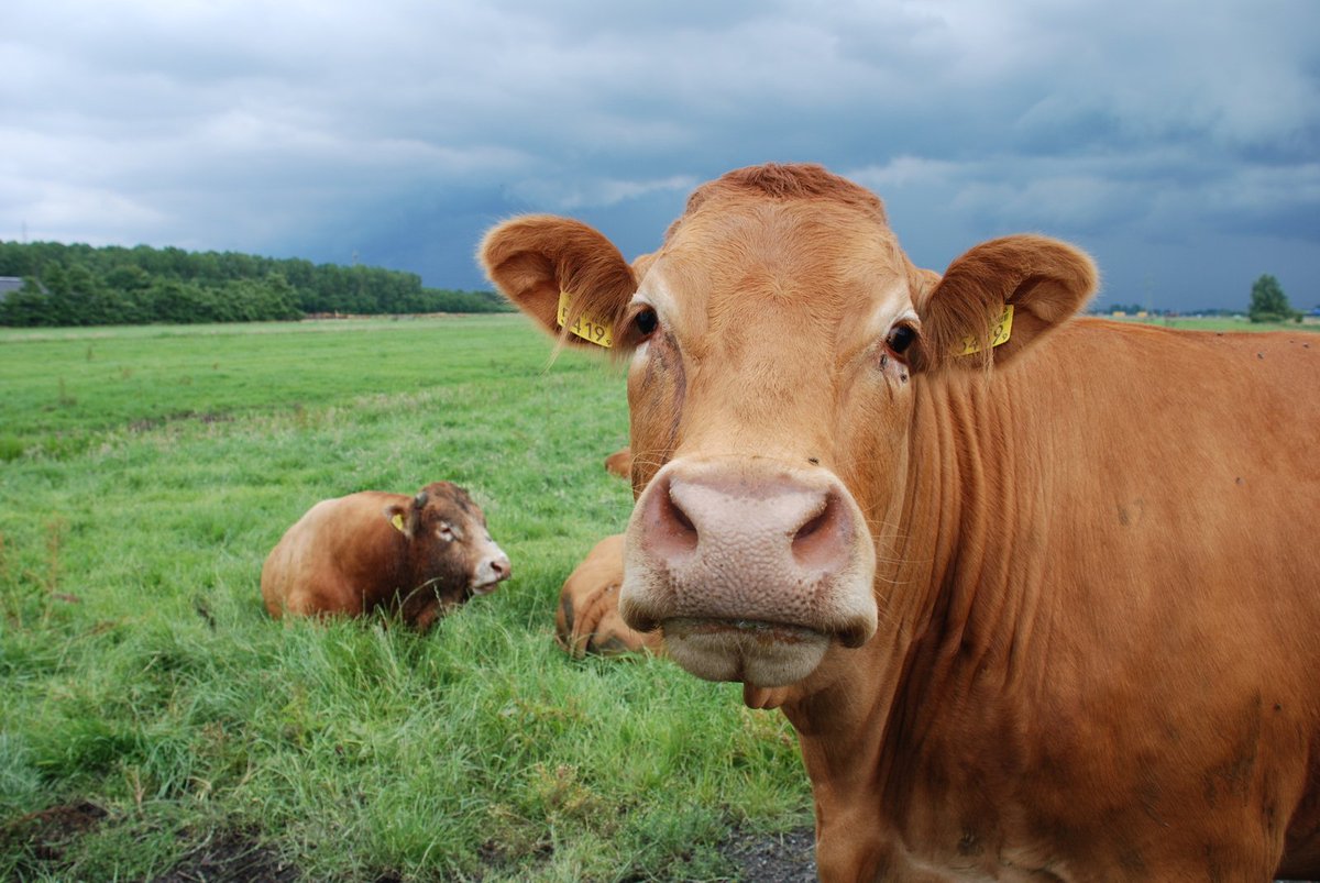 FletcherOils's tweet photo. Did you know that at one time, Used Cooking Oil was used in Animal feed?

#DidYouKnow #UsedCookingOil #FletcherOils #FairPriceForUCO https://t.co/oUX4UQ2tDk