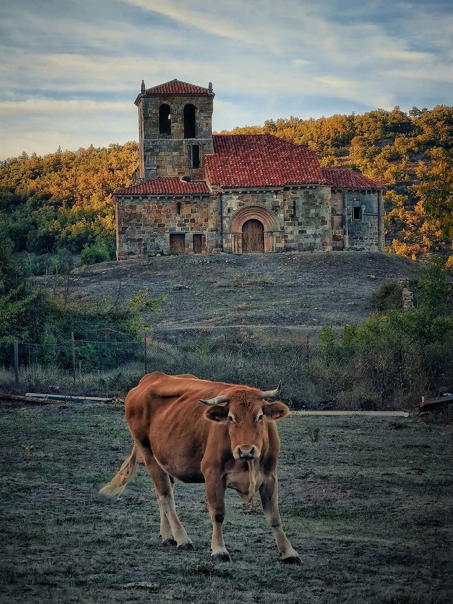 asensio_juanjo's tweet photo. Hubo un tiempo, que fueron las únicas moradoras a diario de sus muros, hoy en día luce esbelta en un entorno mágico y único, donde siguen siendo sus mayores guardianas. https://t.co/6Bj15nXMeV