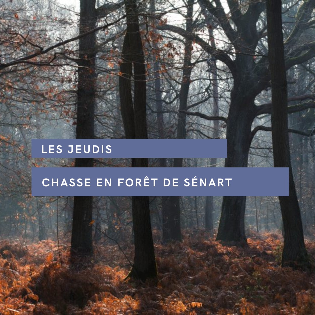 [LES JEUDIS, CHASSE EN FORÊT DE SÉNART] 🌲 Chaque année, l’Office National des Forêts organise la chasse en forêt domaniale de Sénart. La saison 2022-2023 prévoit 13 jeudis de chasse entre novembre et février. 👉🏼 + d'infos juste ici : montgeron.fr/actualite/les-…