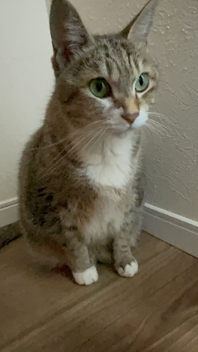 HinaReo's tweet photo. 皆様色々教えて頂きありがとうございます🙇‍♀️
本猫は心配してるのに自由です🐱
昨日大きい病院で検査してもらいましたがやはり異常なし...これ以上の検査は麻酔をしないといけないのでおススメはしないとの事でした。
すぐ命��関わる事はないとの事で注射と点滴をしてもらい一時元気になりました。 https://t.co/KRaY6GYck9
