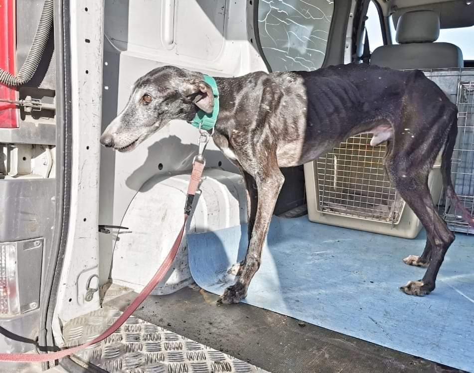 Pepe 💙

Abandonado en una perrera de Toledo tras años y cicatrices a sus espaldas. Pepe subió a la furgo y no dejó de movernos el rabito. Sabía que montándose acabarían sus penurias.  

Si quieres acoger o adoptar a Pepe escribe a adopciones@baasgalgo.org 

Os robará el ❤️