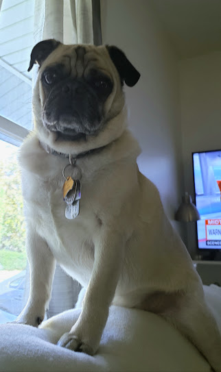 LiamWonderPug's tweet photo. I pretend the back of the sofa is a horse, trying to strengthen my core.
S'posed to be 77F tmrw, must have fun while it lasts.
#ThursdayMood #boredandignored #makingplans #noNigel #ilwx #DogsofTwittter #pugs #boo https://t.co/kDpHH25q5d