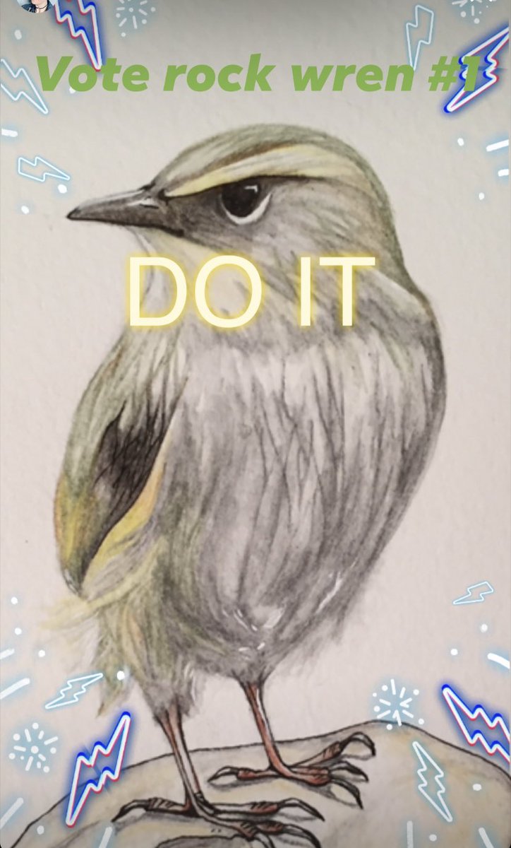 RosiePuddingPie's tweet photo. Since Bird of the Year is on I will shill my art prints, there’s something for every team as long as it’s rock wren, tīeke or mōhua 😉 the link to my Felt shop is in my Twitter bio https://t.co/p8zk6K0JJK