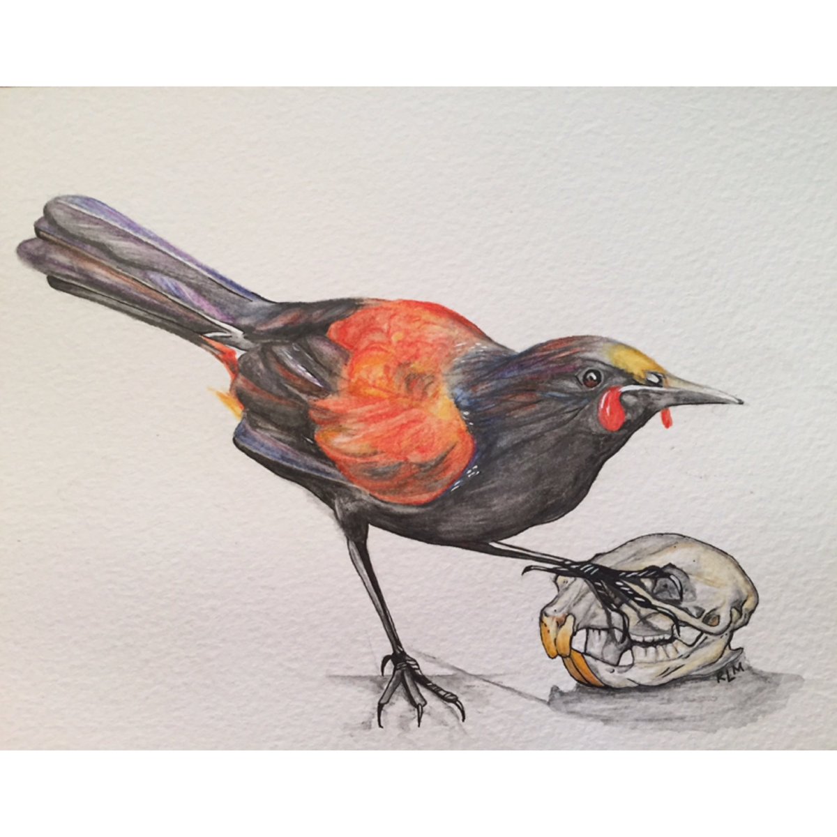 RosiePuddingPie's tweet photo. Since Bird of the Year is on I will shill my art prints, there’s something for every team as long as it’s rock wren, tīeke or mōhua 😉 the link to my Felt shop is in my Twitter bio https://t.co/p8zk6K0JJK
