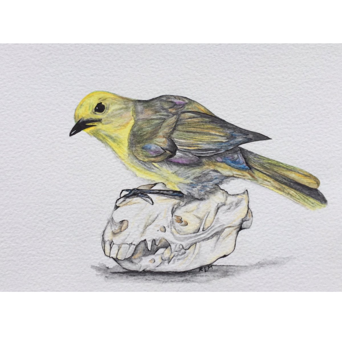 RosiePuddingPie's tweet photo. Since Bird of the Year is on I will shill my art prints, there’s something for every team as long as it’s rock wren, tīeke or mōhua 😉 the link to my Felt shop is in my Twitter bio https://t.co/p8zk6K0JJK