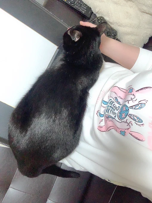 邪魔猫民 