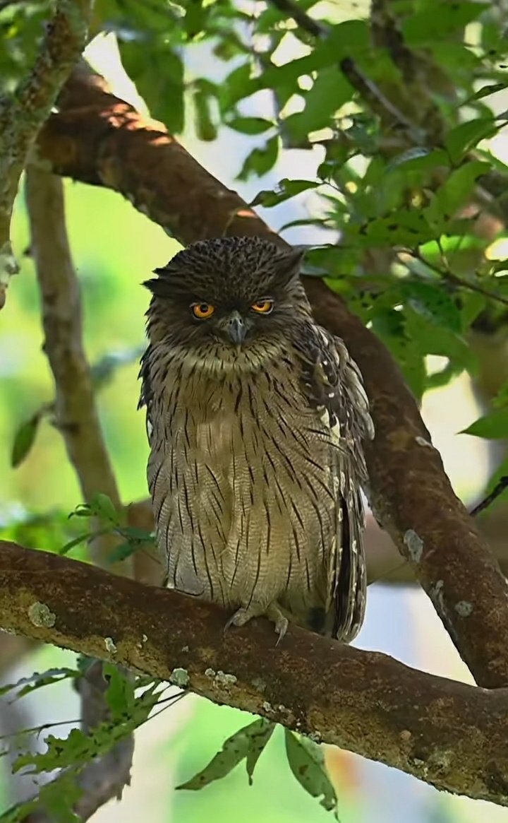 clicks1222's tweet photo. Photographers show me your bird Shots 📸
I will start 
Retweeting the best ones #photography #photo #photographer 
 #followback #Twitterers #tweegram #photooftheday #20likes #amazing #follow4follow #like4like #birdphotography #picoftheday #followme  #bestoftheday  #follow 
Tap 👇🏼 https://t.co/Jy5F6tFrbk
