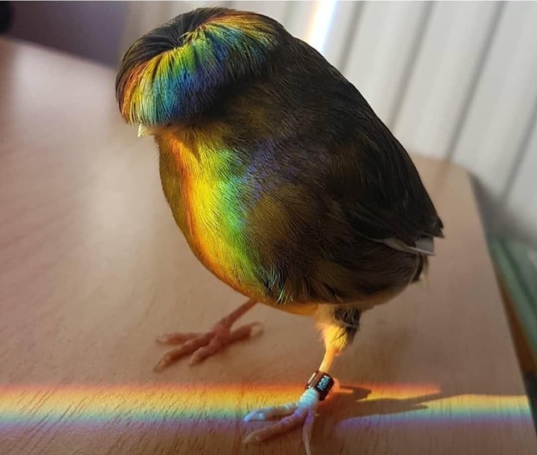 itsmethemojo's tweet photo. @BenteliciousArt für die 🐦 Lady 😁 https://t.co/iiFN1CbqkH