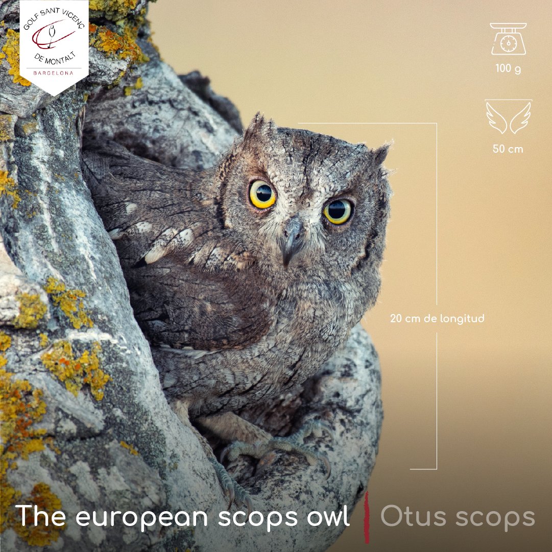 🦉👉Es la rapaz nocturna más pequeña de la península ibérica con 20 cm de longitud, 50 cm de envergadura y 100 g de peso siendo la hembra mayor que el macho.

🍃La naturaleza de Sant Vicenç de Montalt te espera!

#Golf #maresme #mediterraneo #barcelona #costabarcelona