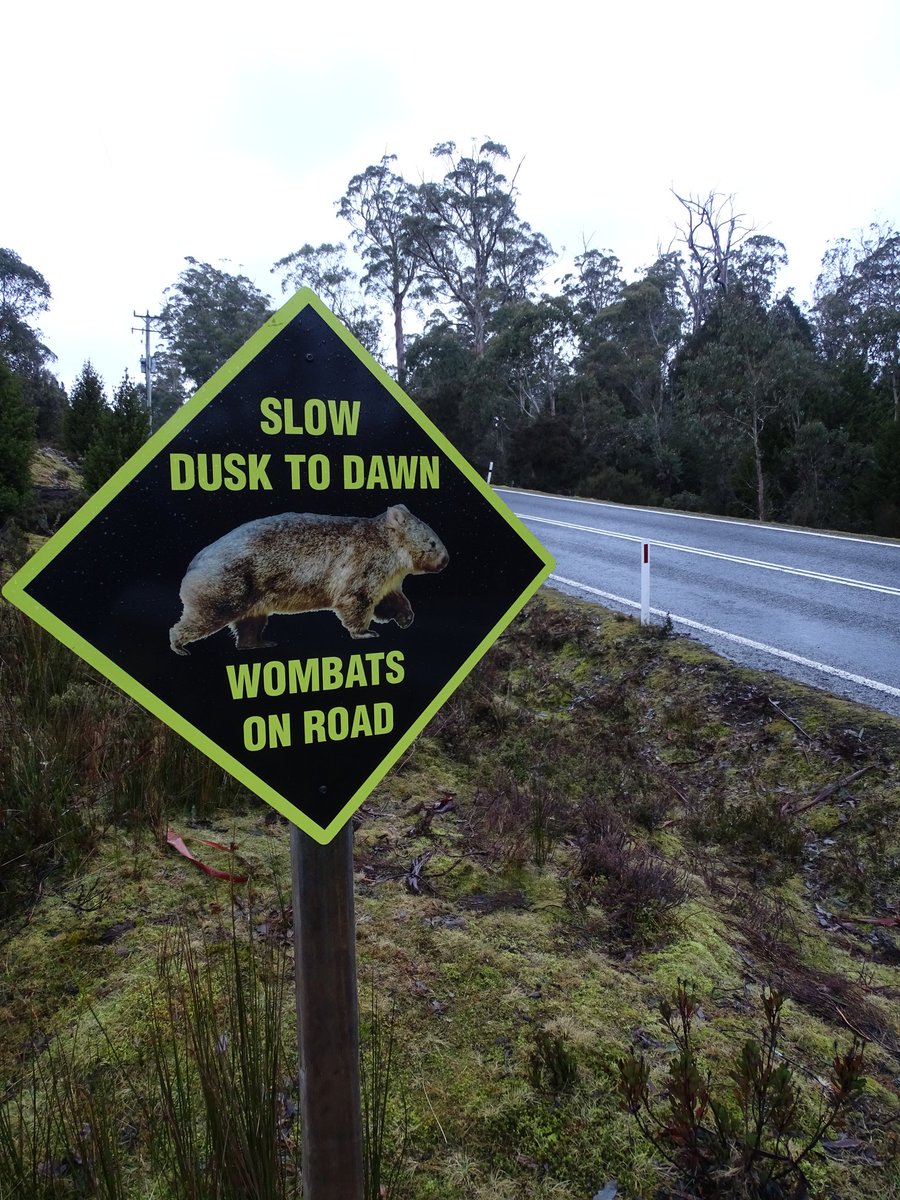 I'm always impressed by how specific wildlife road-signs are in #Tasmania, including making clear that #TasmanianDevils are Endangered. (But sadly Tasmania is also one of the world's roadkill hot spots). #fieldwork #MammalWatching #WildOz #wombat #quolls