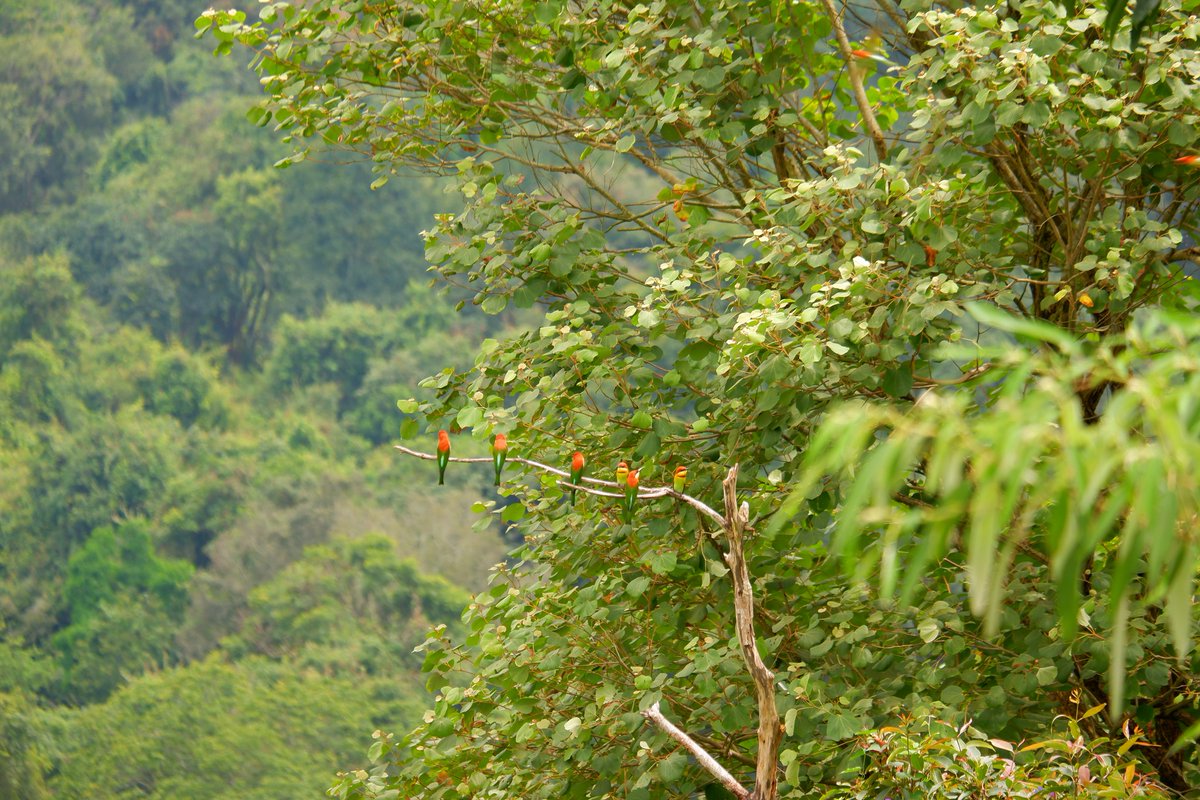 BE LIKE A BIRDS SITTING ON A THIN LIMB THAT BENDS, BUT IT HAS WINGS!!!
CLICK DURING BIRDING!
#xplotrails Trekking #birding #camping #photography