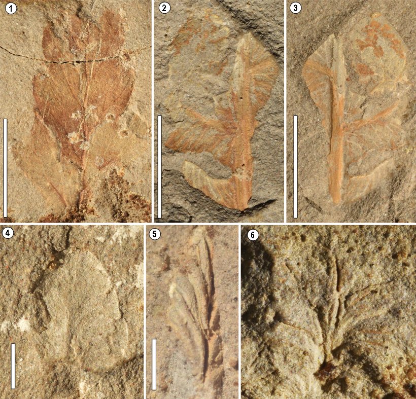 CGoisMarques's tweet photo. #FossilFriday
Plate for a #futurepaper: #Miocene (?) fragmentary fern and Bryophyta(?) from Madeira Island (#Portugal)
#Palaeobotany #paleobotany #oceanicisland #Macaronesia #collections #crappyfossils https://t.co/nG5csYjYyh