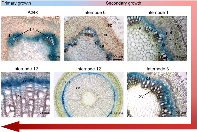 Dev_journal's tweet photo. Single-nuclei transcriptome analysis of the shoot apex vascular system differentiation in Populus 

An #OpenAccess Research Article from Daniel Conde @DaniCondeR, Matias Kirst @ForestGenomics and colleagues

https://t.co/i0kiw5OKE1

#ReadandPublish https://t.co/RbAnmmO3cY