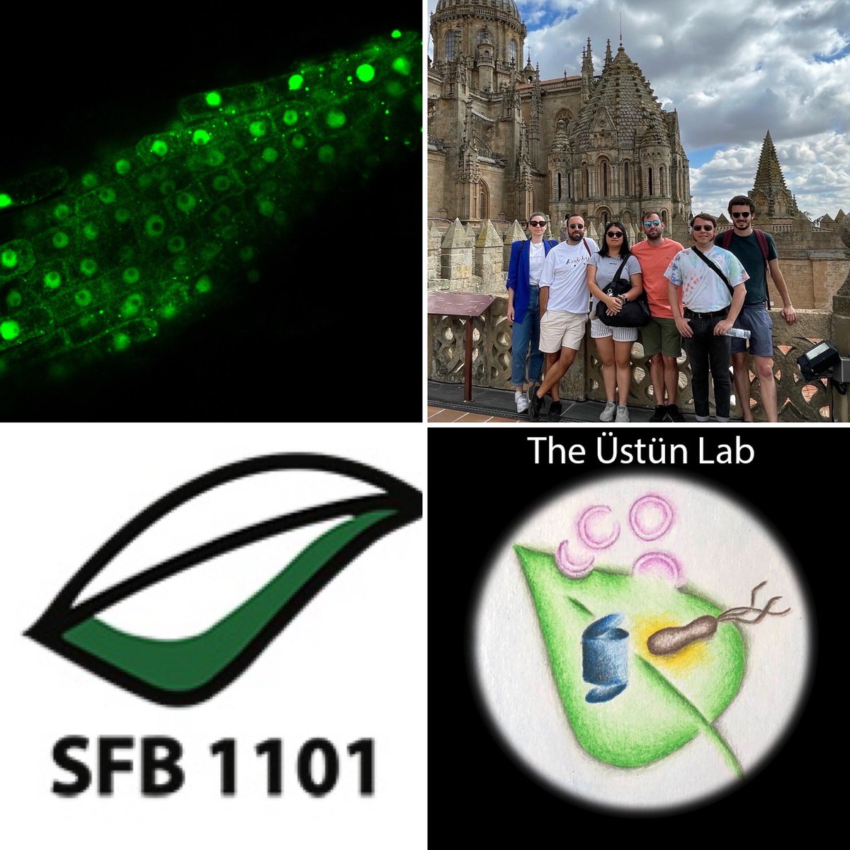 We have a @sfb1101 funded #PhD position available in #theustunlab from 01/2023. The SFB1101 project is about #proteostasis in the context of different proteotoxic stresses (see also theustunlab.com/projects/) #PlantSciJobs #PhDposition (1/3)
