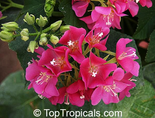 toptropicals's tweet photo. Dombeya seminole - Tropical Rose Hydrangea. This #winterbloomer is a real showstopper, and its bonus is that it will also do well in a container. And it also serves as #nectarplant to a large number of butterflies.
https://t.co/CLIn5CZeFt
#floweringshrubs
#FridayFeeling https://t.co/JjWrqx3y0r