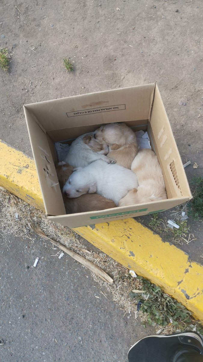 ModernOlympia's tweet photo. Perritos abandonados en planta de revición técnica Carrascal... ☹️ Alguien qué sepa de alguna fundación o algo que pueda ayudarlos???? https://t.co/202g0gyRwU