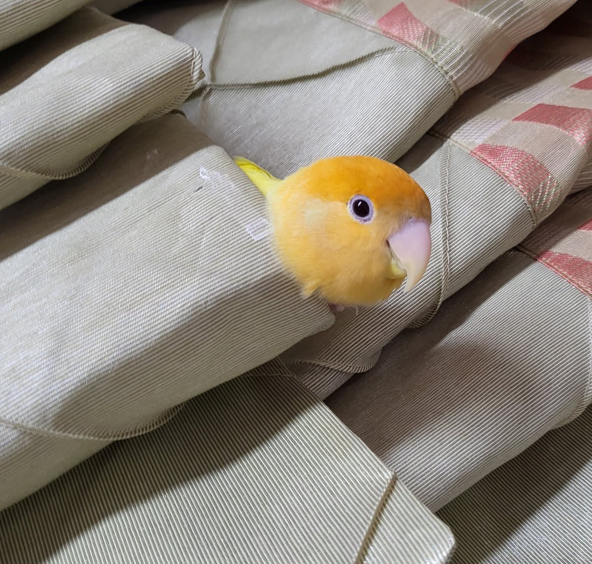 앵무짹짹 (@zzack_zzack_ii) on Twitter photo 