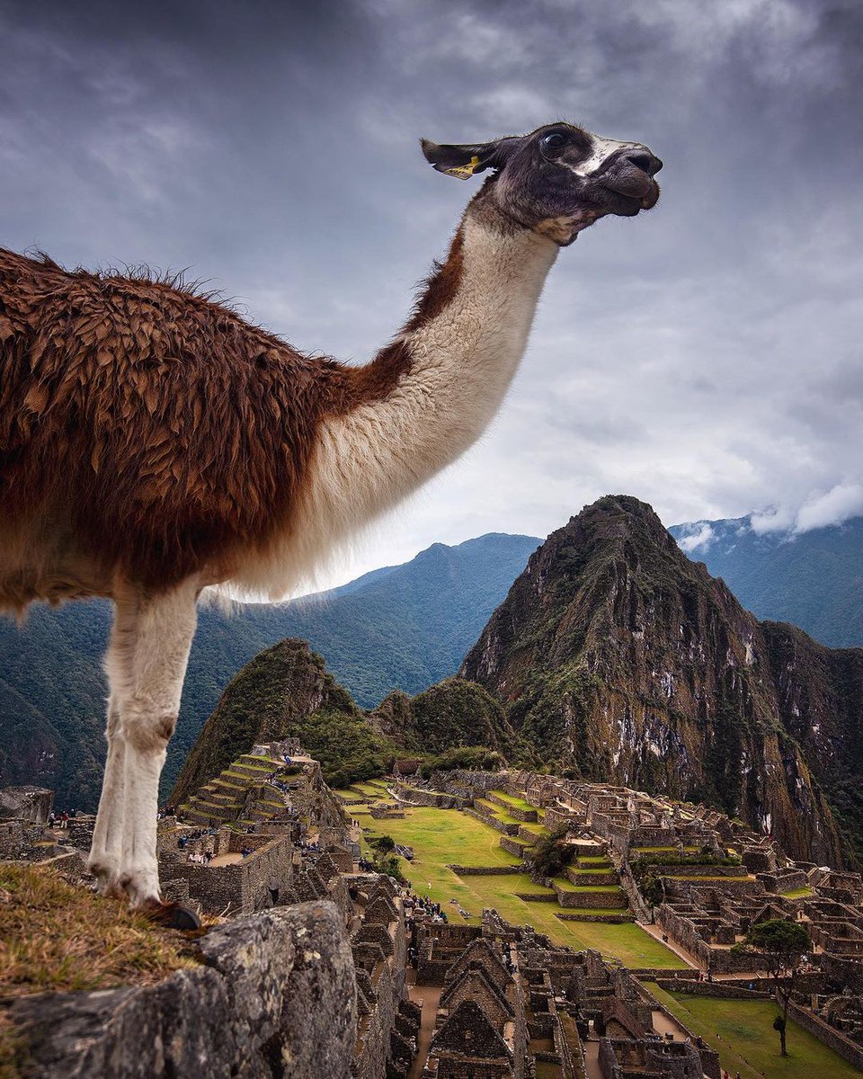 sertumore's tweet photo. Machu Picchu, Perú https://t.co/MPSBglguXX