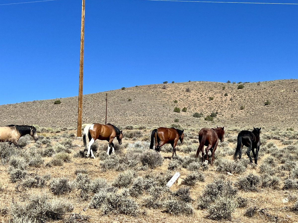 divergenttravel's tweet photo. Wild and beautiful ❤️
On our way from @VirginiaCity to @VisitCarsonCity , along Nevada’s Lake Tahoe Loop, we ran into a herd of wild horses just grazing on the side of the road!
In #partnership with @TravelNevada
#TravelNevada
#LakeTahoeLoop
#NVRoadTrip #Roadtrip https://t.co/t1uULGPvMY