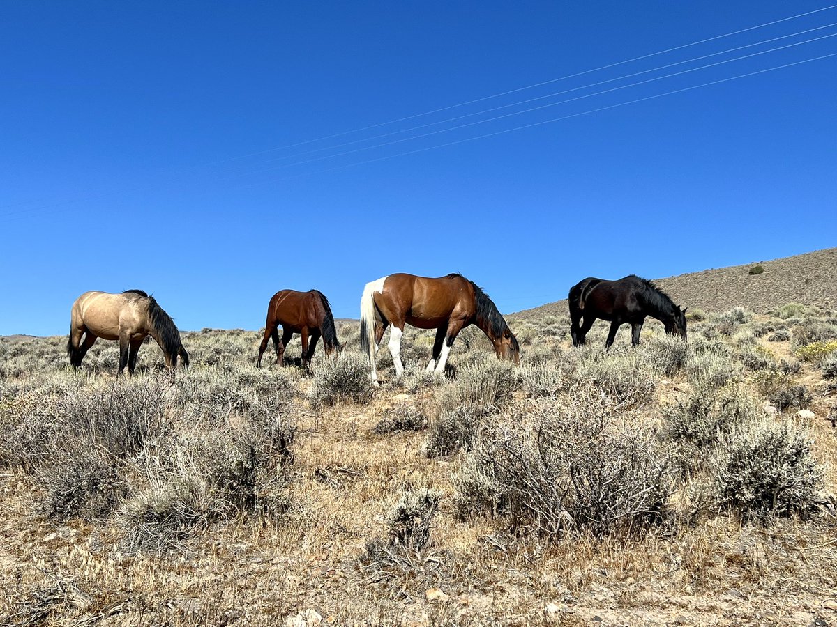 divergenttravel's tweet photo. Wild and beautiful ❤️
On our way from @VirginiaCity to @VisitCarsonCity , along Nevada’s Lake Tahoe Loop, we ran into a herd of wild horses just grazing on the side of the road!
In #partnership with @TravelNevada
#TravelNevada
#LakeTahoeLoop
#NVRoadTrip #Roadtrip https://t.co/t1uULGPvMY