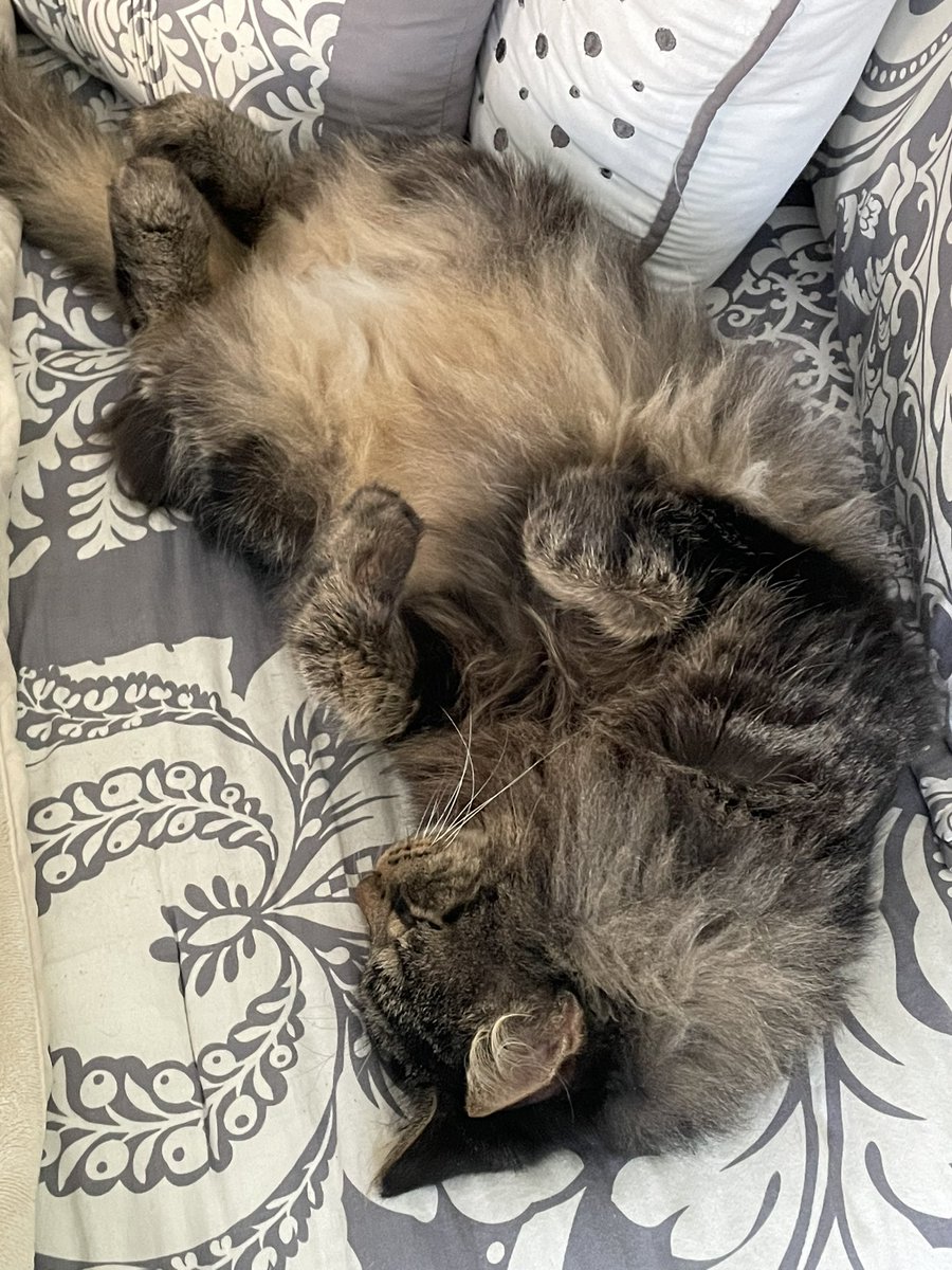 buddy_fifi's tweet photo. Happy #jellybellyfriday I’m being extra Floofy today. #CatsOfTwitter https://t.co/q8q98fFX1o