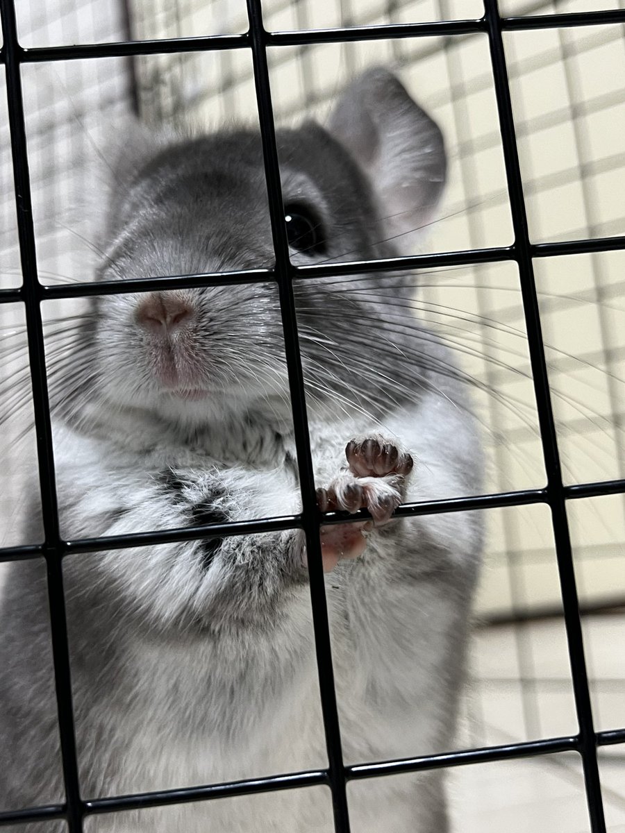 mosumorumo's tweet photo. 1枚目カメラ目線📸
#チンチラ
#chinchilla
#チンチラのいる生活 https://t.co/9Yh5c71tIo