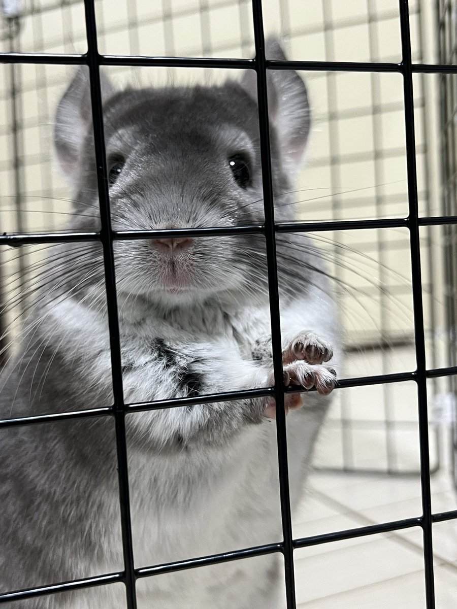 mosumorumo's tweet photo. 1枚目カメラ目線📸
#チンチラ
#chinchilla
#チンチラのいる生活 https://t.co/9Yh5c71tIo