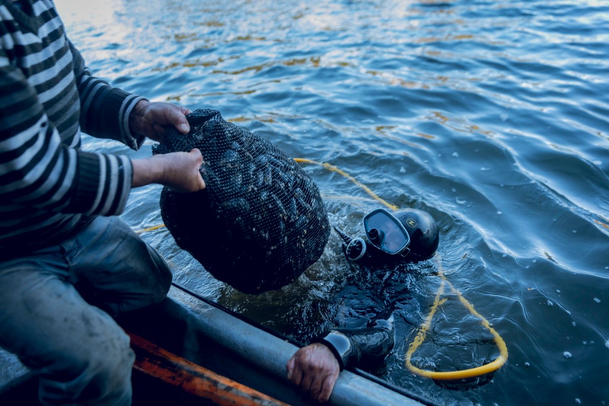 FEGAMVald's tweet photo. #Corral: Desde la hermosa Isla del Rey llevamos los mejores productos del mar a #Valdivia #LaUnion #Mafil #Futrono con el apoyo de @indespacl #pescaartesanal 📷: Lucas Yevilaf https://t.co/Dv1buGJK3b