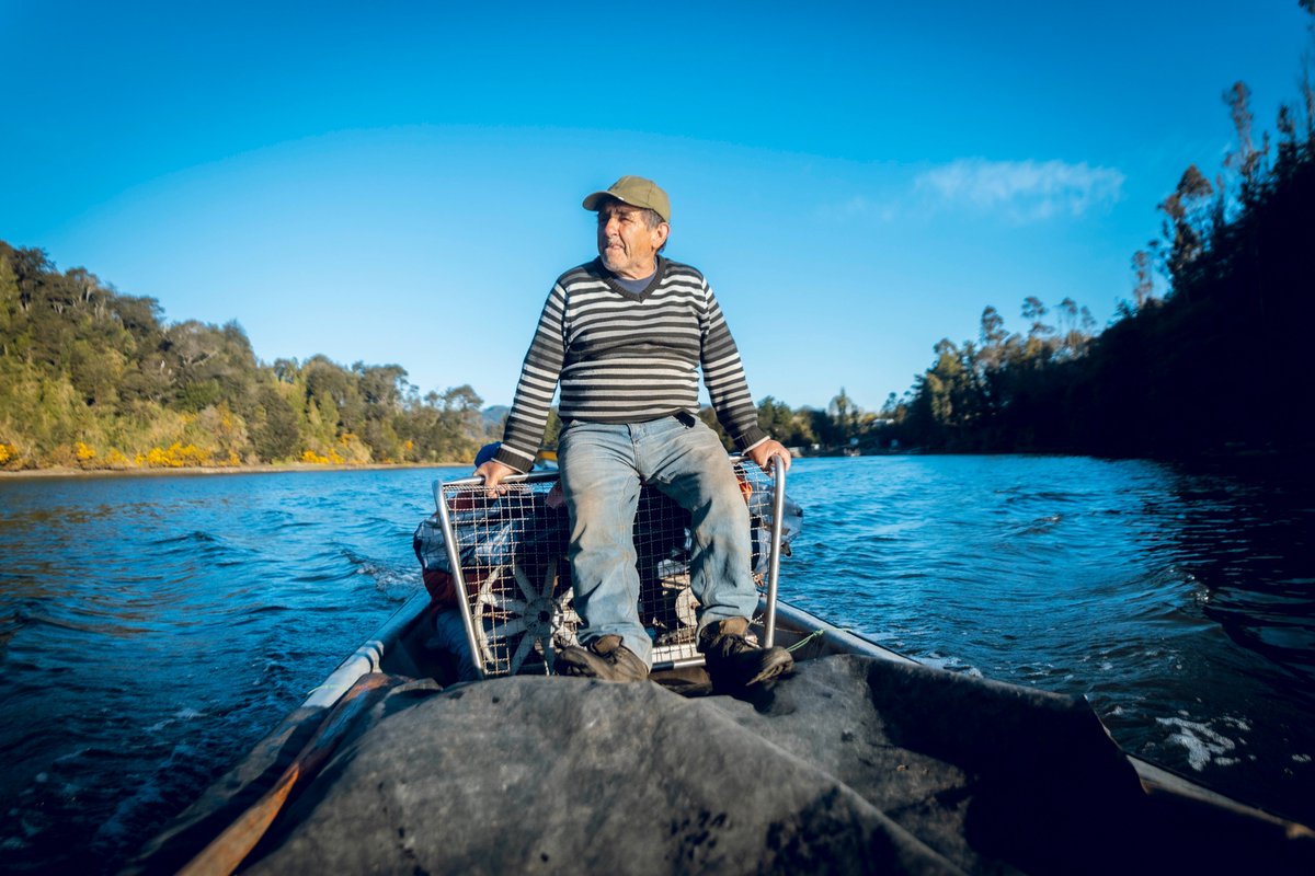 FEGAMVald's tweet photo. #Corral: Desde la hermosa Isla del Rey llevamos los mejores productos del mar a #Valdivia #LaUnion #Mafil #Futrono con el apoyo de @indespacl #pescaartesanal 📷: Lucas Yevilaf https://t.co/Dv1buGJK3b