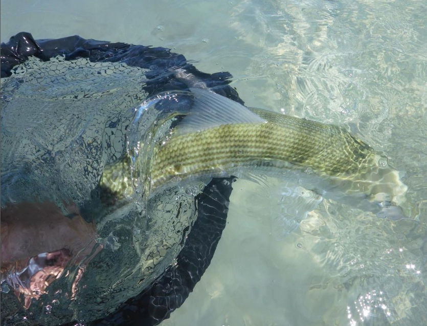 SnowbeeUSA's tweet photo. Awesome release Shot
@moanaflies
#bonefish #bonefishing #flyonly #flatsfishing #saltwaterflyfishing @bluebarrelnc @patagonia_flyfish https://t.co/JEQnx5gorU
