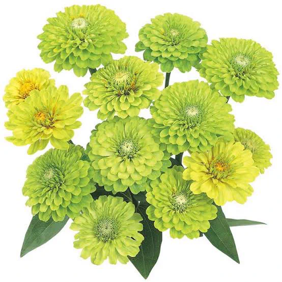 下の方の花、これ菊(マム)だと思ってたけどジニアかな!? ね、花びらの感じとかこっちの方が近いよね! 