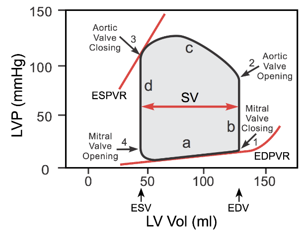 Do you ❤️ hemodynamics? How about PV loops? Here is Part I of our journey to to help YOU better understand PV loops and make them a little less daunting. Couldn't have done this without ⭐ @TJUHospital resident @jayamj94, and edits from @PSullivan000. Stay tuned for Part 2!