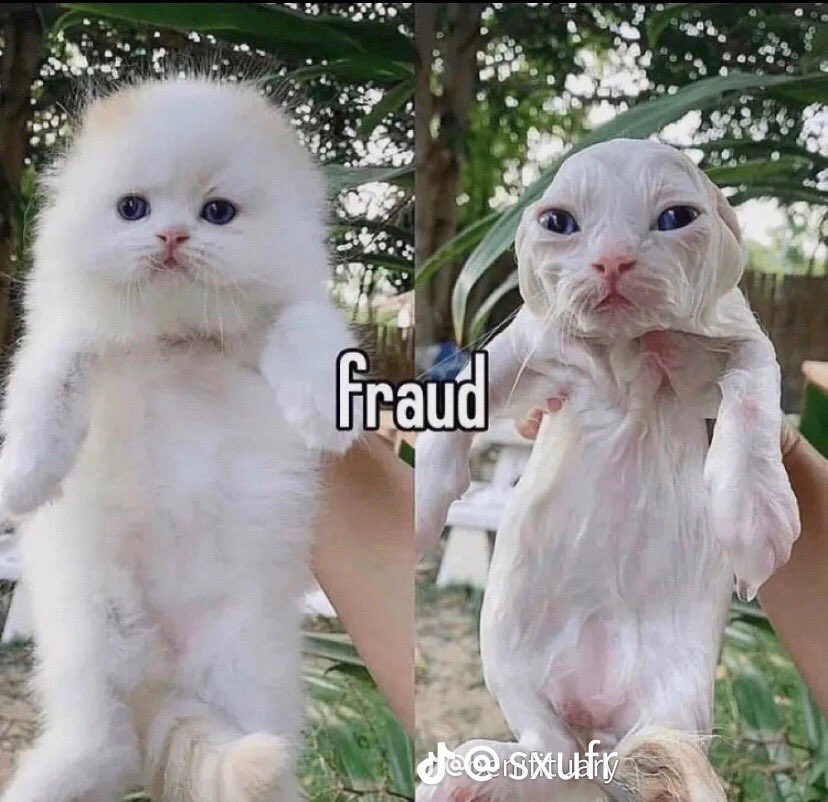 irlfenris's tweet photo. @RespectfulMemes https://t.co/eAqMTFKwHr