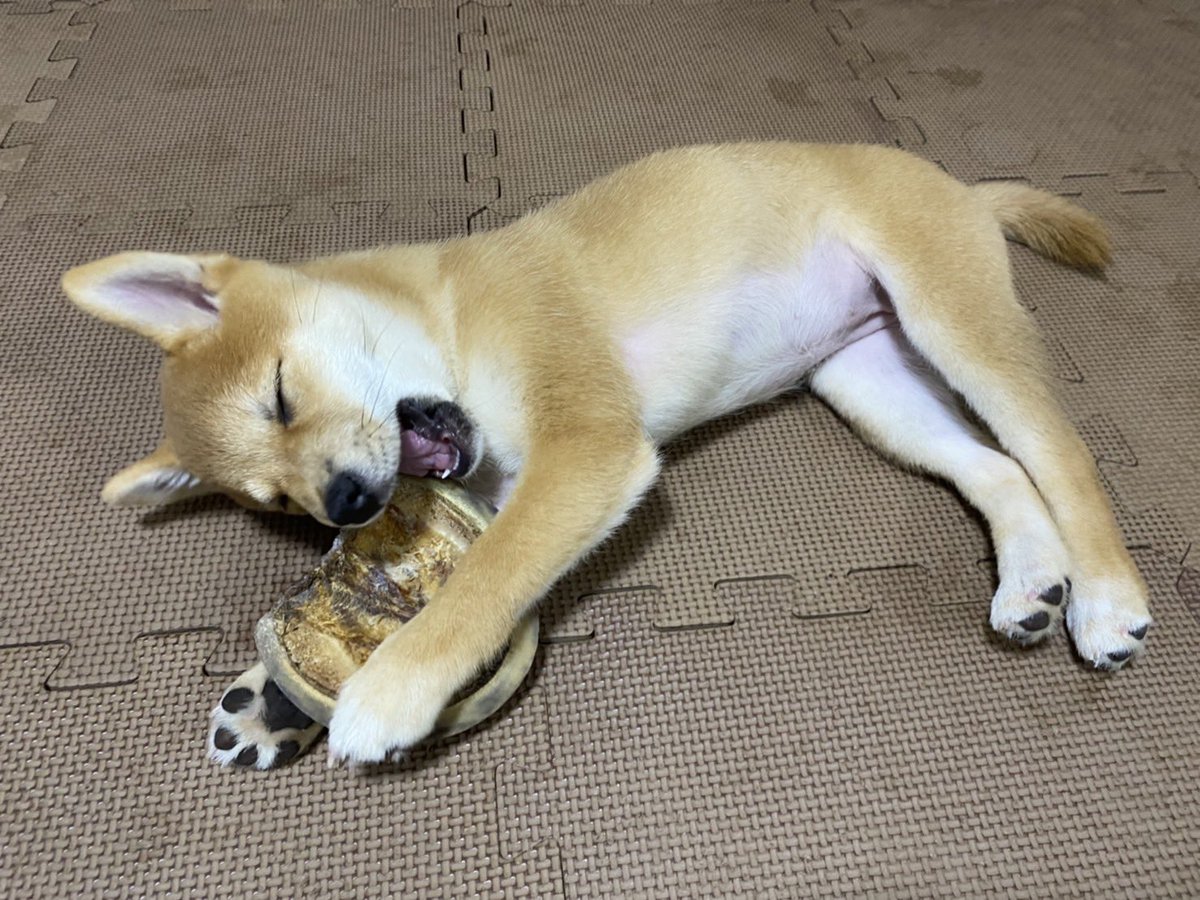 kawaiikinako5's tweet photo. よっぱらぃーぬ https://t.co/8CLB9IhoAk