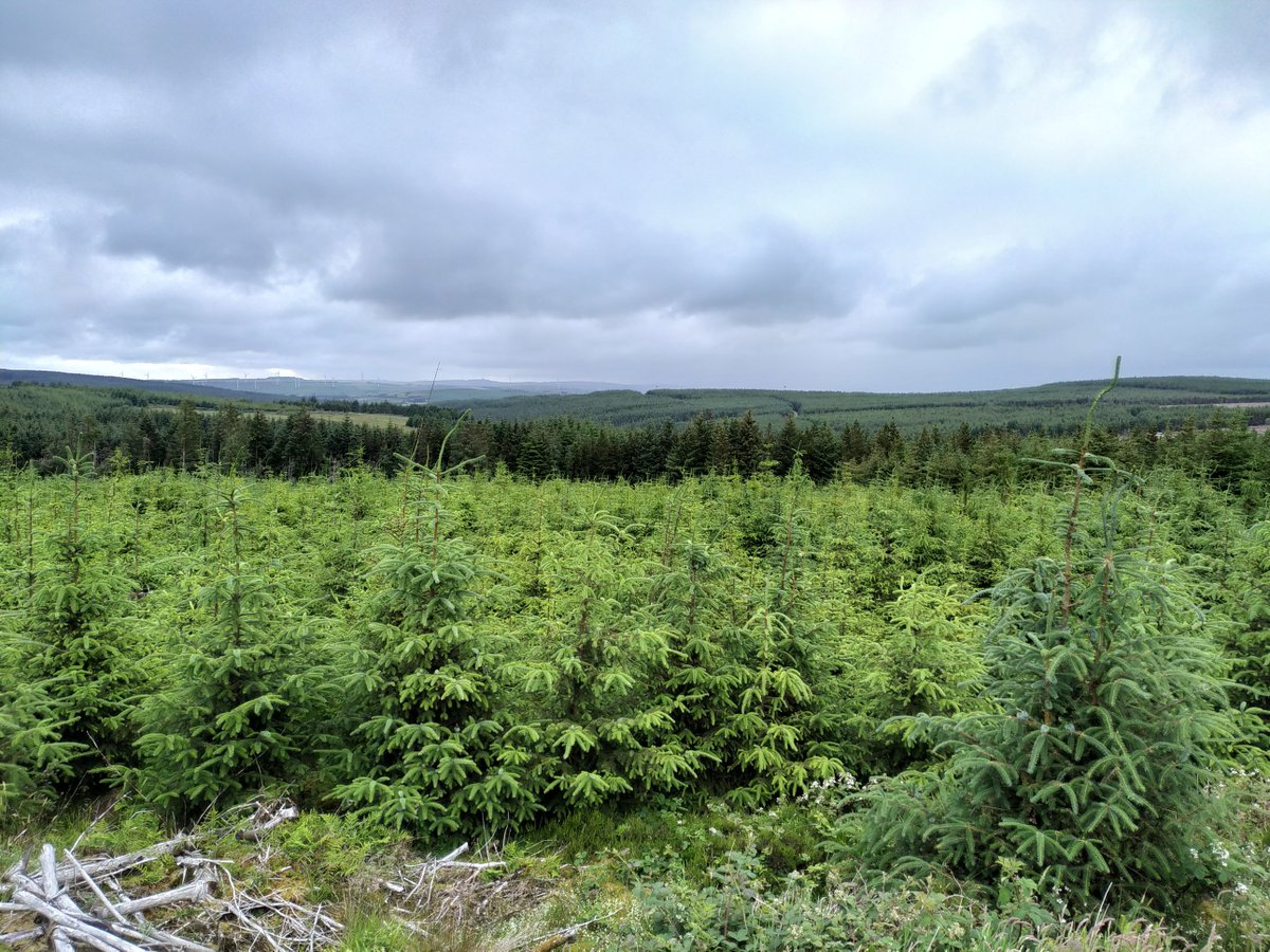 Friday 🧵 1.After our journey through wet peatlands yesterday, we return to drier footing today. For this thread, we’ll go down to the woods and have a look at how forests planted on peat affect the carbon stored within. Photos: @flo_renouwilson @JonayJovani