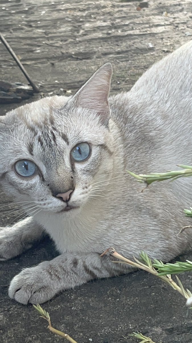 วัยรุ่นปลาเผามันเท่