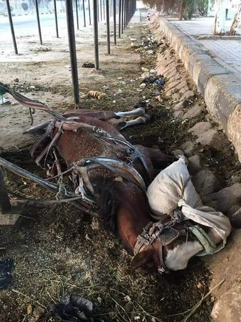 capybara (@capybara091970) / Posts / X