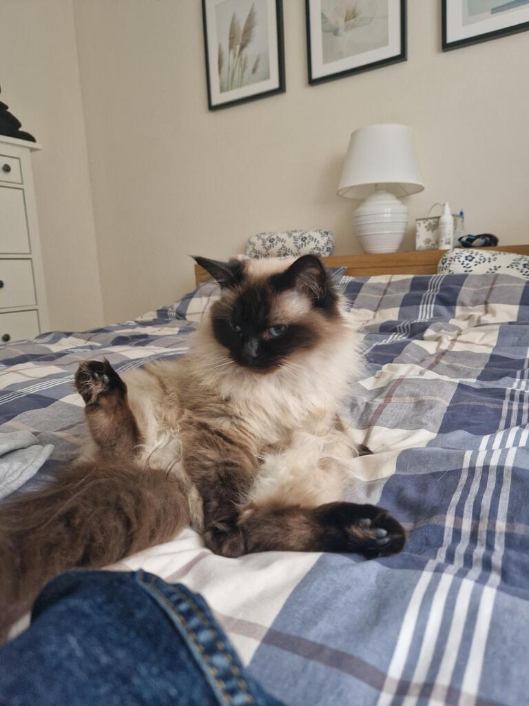 We Love Cats, USA tweet media