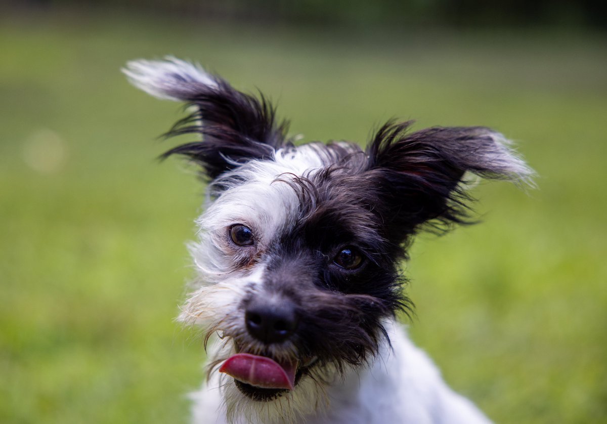 This is Charlie, our newest member of the pack