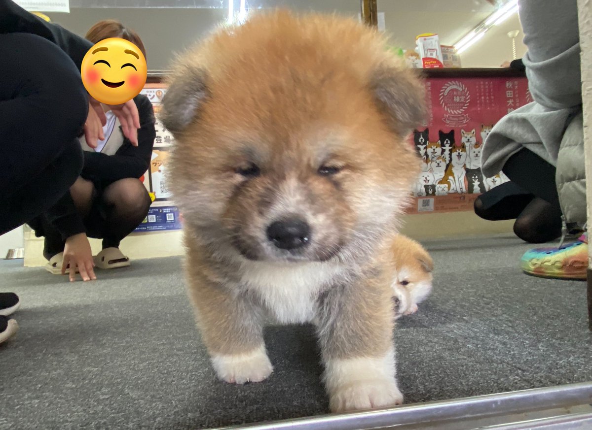 秋田犬の仔犬いますか この子が生後４ヶ月です えっ Togetter